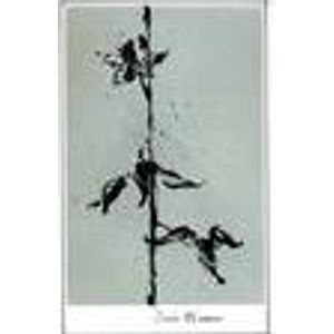 2011 Sine Qua Non, Dark Blossom Syrah, California 6x75cl
