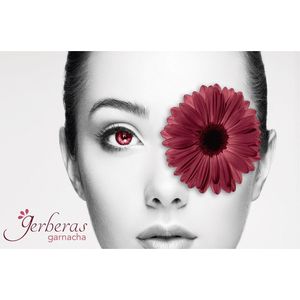 Gerberas - Garnacha (25.4 Oz)