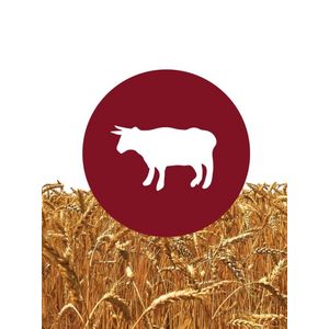 Meinklang Organic Spelt Farmhouse Ale 8.4% abv 16oz. Can
