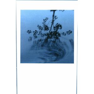 2014 Sine Qua Non Piranha Waterdance Syrah