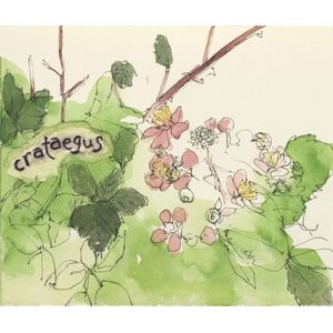2018 Hiyu Crataegus