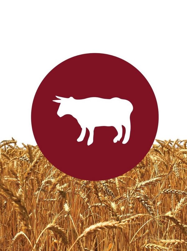 Meinklang Organic Spelt Farmhouse Ale 8.4% abv 16oz. Can