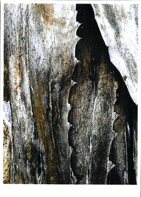 2011 Sine Qua Non Patine Grenache