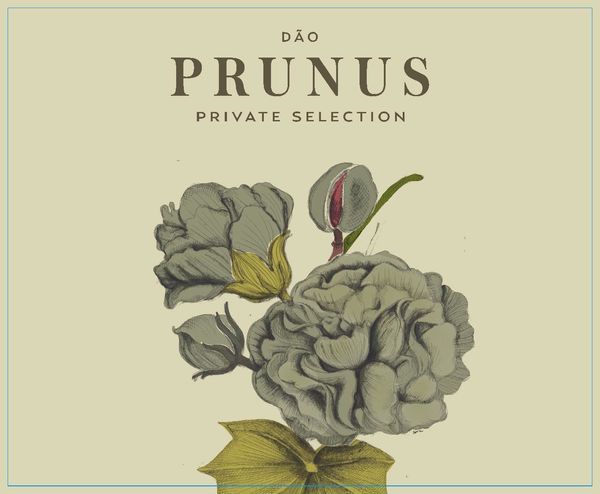 2020 Gota Prunus Private Selection Branco