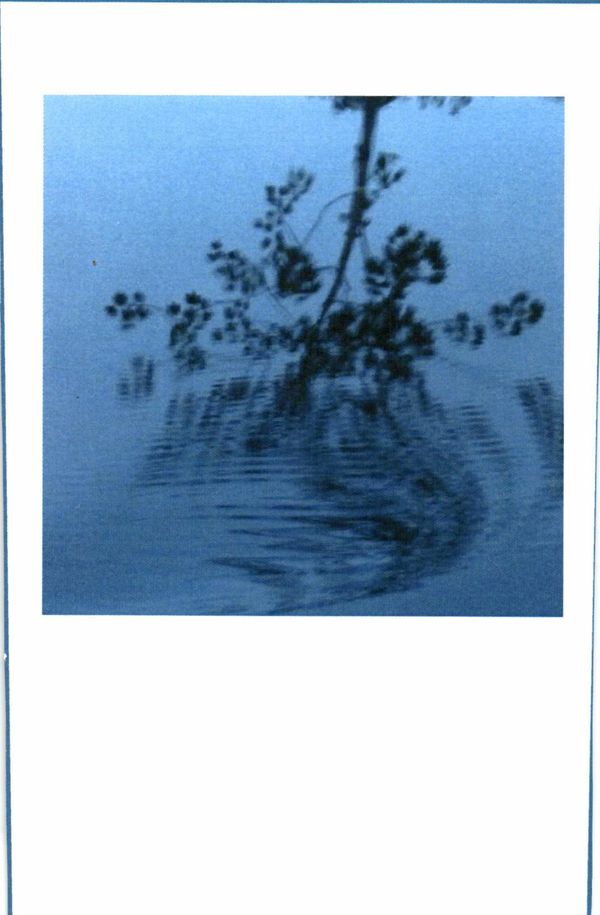 2014 Sine Qua Non Piranha Waterdance Syrah